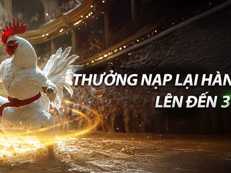 Chương trình hoàn trả hàng ngày/tuần Betvisa